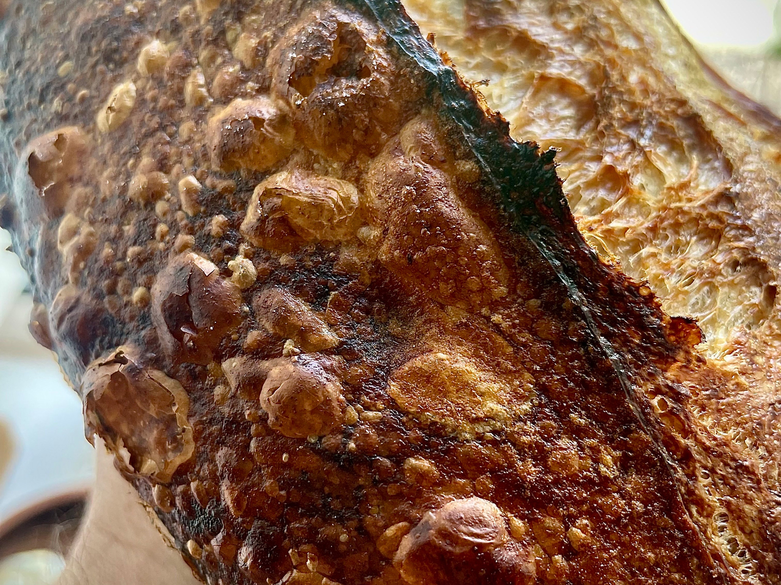 blisters on crispy crackly crusty loaf